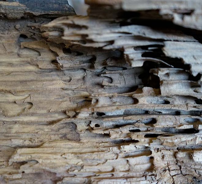 Disinfestazione analisi condizioni legno Vita Restauri