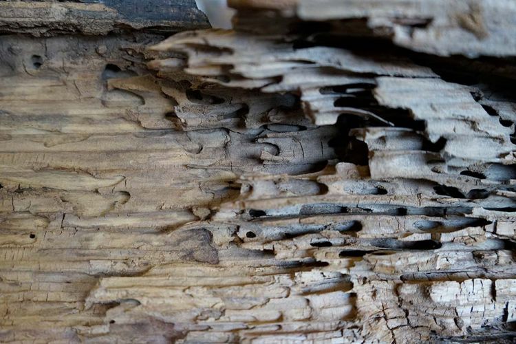Disinfestazione analisi condizioni legno Vita Restauri